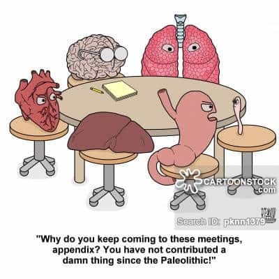'Why do you keep coming to these meetings, appendix? You have not contributed a damn thing since the Paleolithic!'