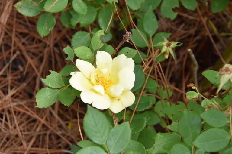 How Does Your Garden Grow? – Dixie Delights